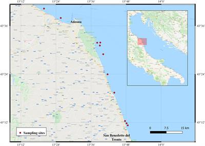 Age and Growth of Striped Venus Clam Chamelea gallina (Linnaeus, 1758) in the Mid-Western Adriatic Sea: A Comparison of Three Laboratory Techniques